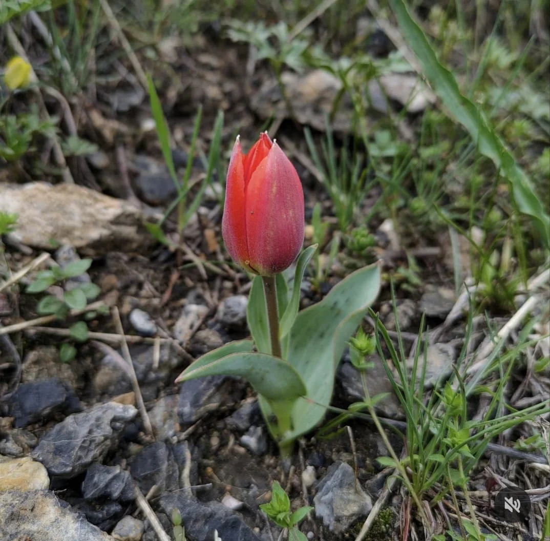 Les tulipes… viennent du Kazakhstan !