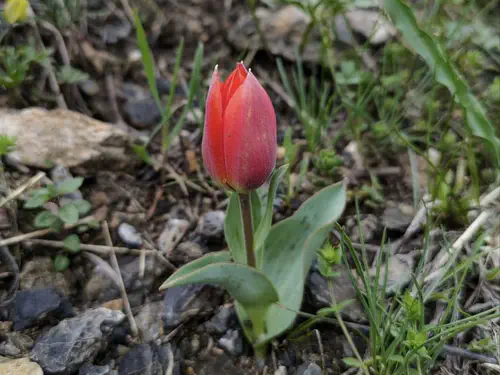 Les tulipes… viennent du Kazakhstan !